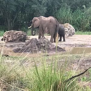 Meet your Posher, Raylee